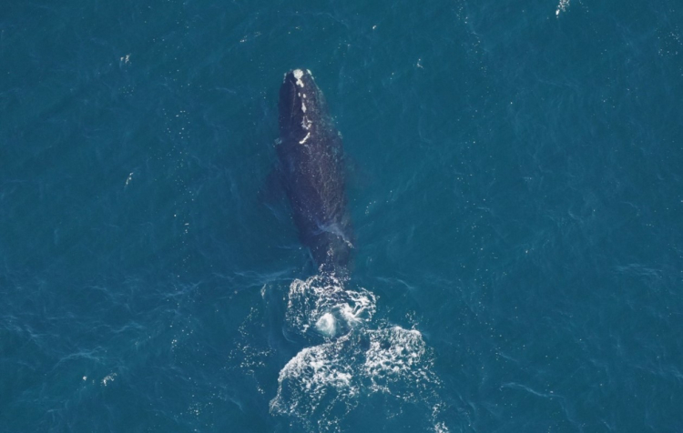 North Atlantic right whale